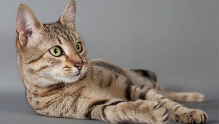 The origin, description and content of Egyptian Mau cats