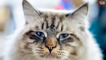 Ragamuffin: description of the breed of cats, maintenance and breeding