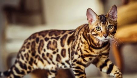 Couleurs des chats du Bengale