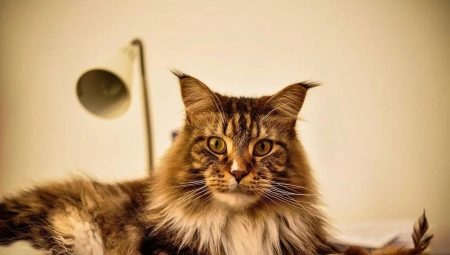 Maine Coon sizes