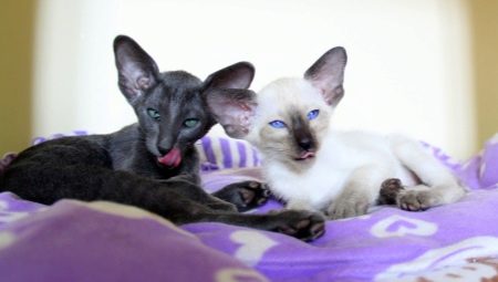Variété de couleurs de chats orientaux