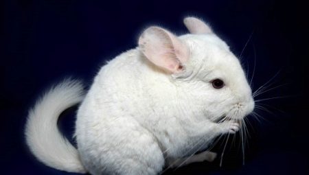 Variétés et culture de chinchillas blancs