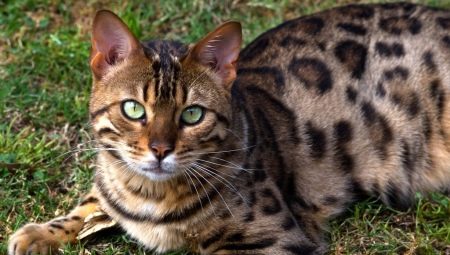 Évaluation de la nourriture pour chat Bengal