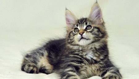 Maine Coon keeping recommendations