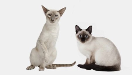 Similarities and differences between Siamese and Thai cats