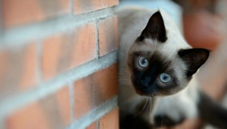 Siamese cat personality