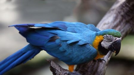 How long does a macaw parrot live and what affects its lifespan?