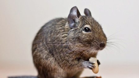 How long do degus live and what does it depend on?