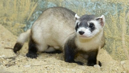 How long do ferrets live?