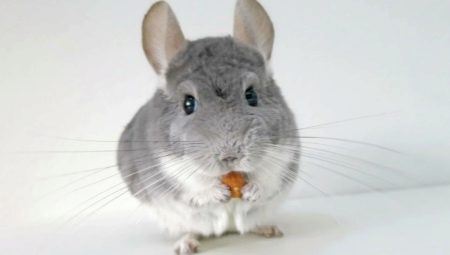 How long do chinchillas live?