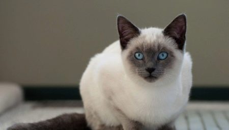 How long do Siamese cats live and what does it depend on?