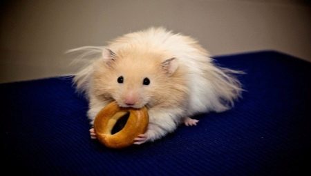 Keeping a Syrian hamster at home