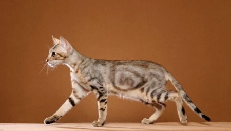 Sokoke: a description of the breed of cats, features of the content and the choice of a nickname