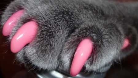 Tips for choosing and instructions for the use of anti-scratch for cats