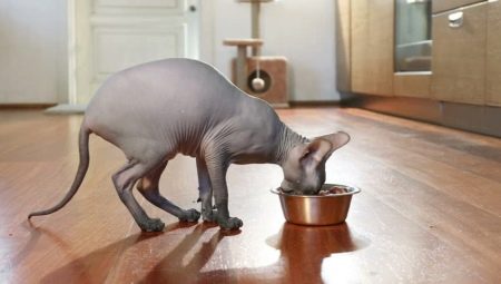 Tips for choosing food for Sphynx cats