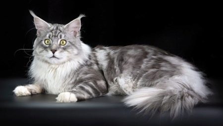 Comparison of Maine Coons with ordinary cats