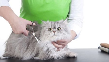 Grooming cats: features and recommendations