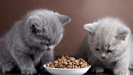 Premium dry food for kittens