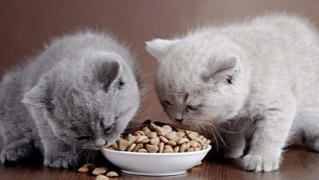 Dry food for kittens: tips for choosing and application features