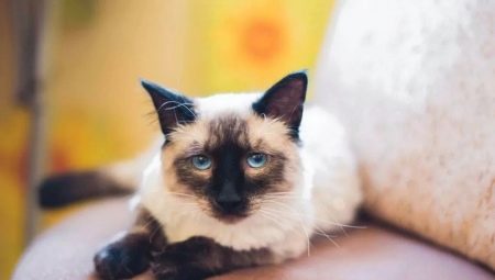 Color options for Thai cats