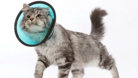 Collar for a cat: features, selection, manufacture and application