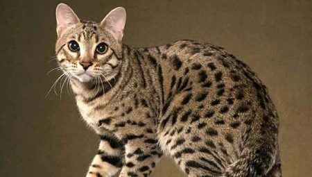 Everything you need to know about allergic cats