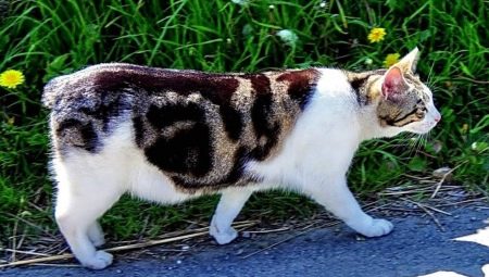 Everything you need to know about Manx cats