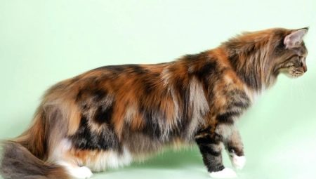 Tout ce que vous devez savoir sur les Maine Coons écaille de tortue