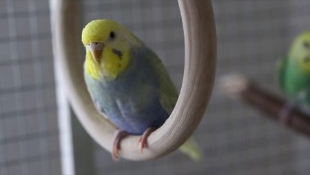 Everything you need to know about rainbow budgerigars