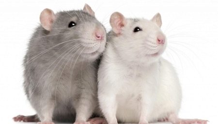 Tout sur les rats Dumbo