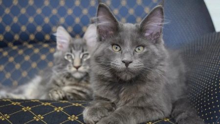 All about blue Maine Coons