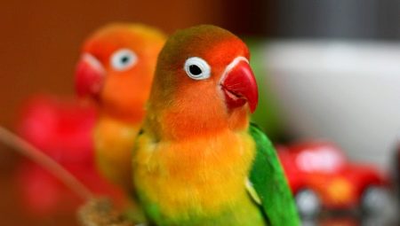 All about lovebirds parrots