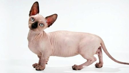 고양이 품종 민스킨에 관한 모든 것