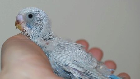All About Budget Chicks