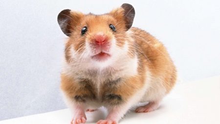 All about the Syrian hamster