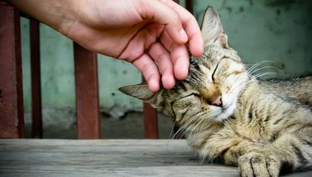 All about the upbringing and re-education of cats