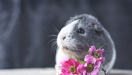 Choosing a name for a girl guinea pig