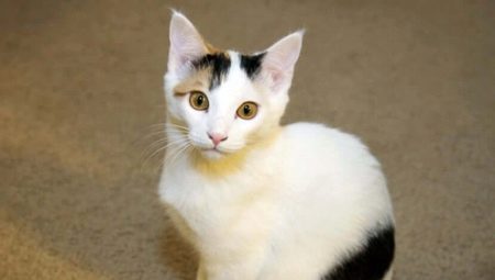 Japanese cats: characteristics, choice and rules of care