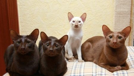 Chat javanais : à quoi ressemble-t-il et comment en prendre soin ?