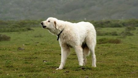Akbash: features, advantages and disadvantages, temperament and care basics