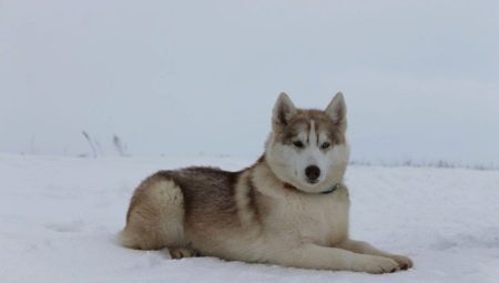 Alaskan husky: breed features and breeding