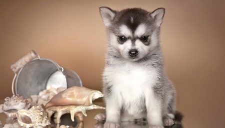 Alaskan Klee-Kai: breed description and cultivation