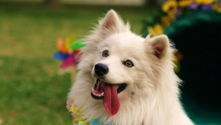 American Eskimo Spitz: characteristics and subtleties of the content