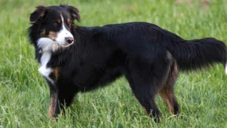 English Shepherd: breed characteristics and rearing