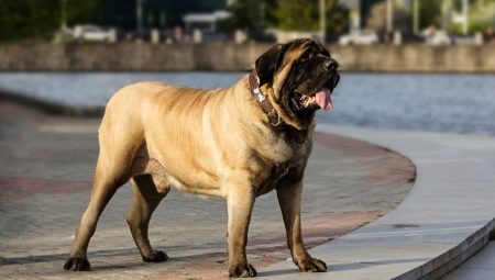 English Mastiff: characteristics and recommendations for choosing