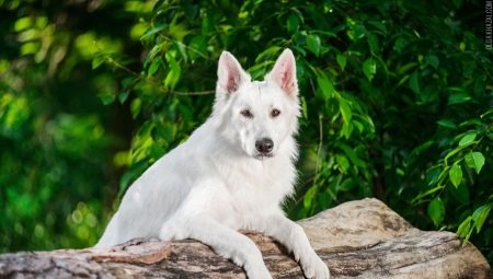 White German Shepherd: χαρακτηριστικά και περιεχόμενο