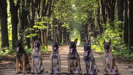 Belgian shepherd dogs: features, types and content