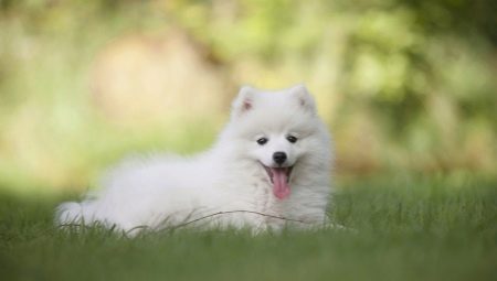 White Spitz: characteristics, choice and care