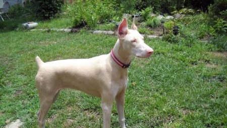 Doberman blanc: caractéristiques de couleur et de contenu