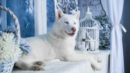 White husky: color features and care rules